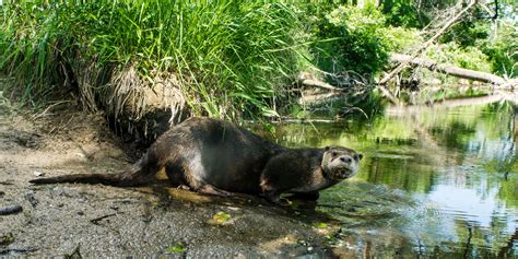 Otter Trapping | Nebraska Game & Parks Commission