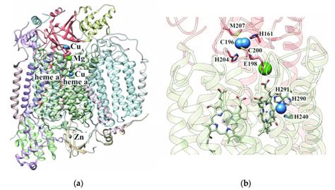 Structure of human cytochrome c oxidase. (a) The structure of the ...