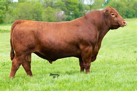 KCC Excellence 139-774 - Select Sires Beef