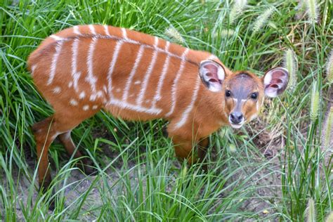 Sitatunga | The Maryland Zoo