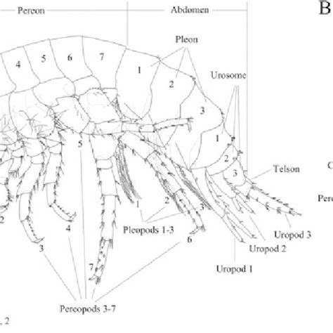 (PDF) Species Diversity and Phylogeny of Freshwater and Terrestrial ...