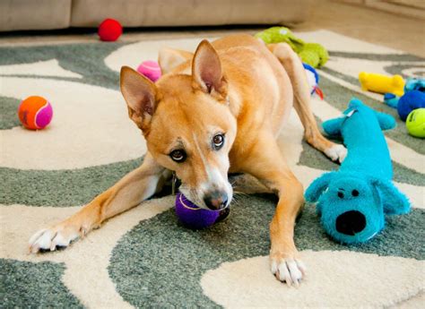 Dog Chew Toys - Best Chew Toys Listed - Pets Training and Boarding