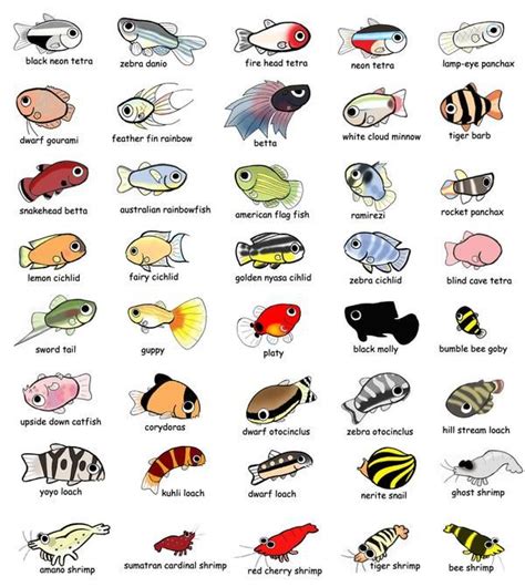 Types Of Aquarium Fish With Names