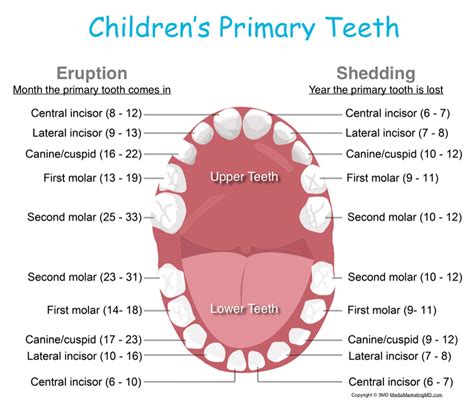 At what age do molars come through? – ouestny.com