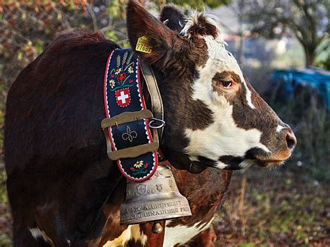 How Switzerland's Famous Dairy Cow Bells Are Made | Saveur