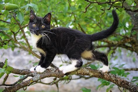 Young Black Domestic Cat Climbing Tree, France Photograph by Jouan Rius ...