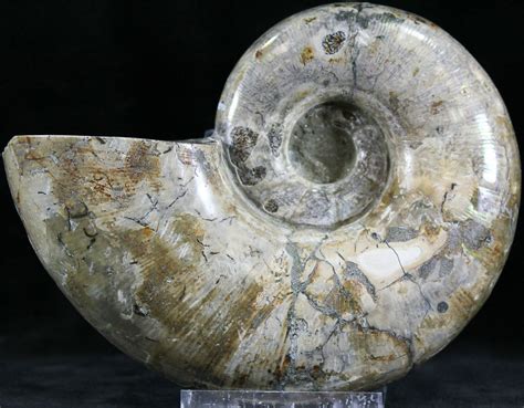 6.1" Polished Anapuzosia Ammonite Fossils - Iridescent (#25205) For ...