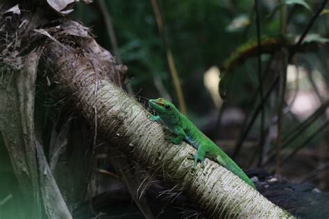 Madagascar day gecko - ZooChat