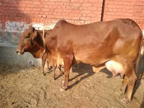 Sahiwal Cow Supplier, Wholesale, Bulk Trader In India