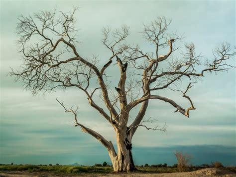 Can A Tree Be Dead And Still Have Leaves? Exploring Natures Mystery