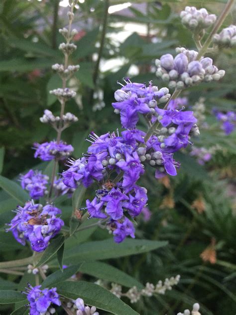 Vitex agnus-castus 'Sensational' - Xera Plants