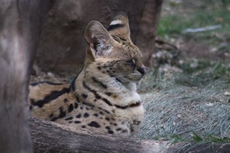 What Is A Serval And How To Distinguish It From Other Wild Cats ...