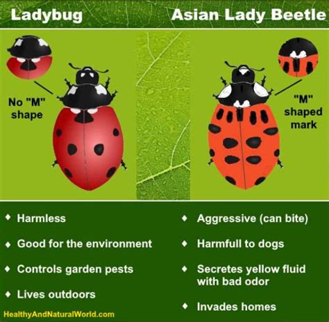 This ladybug look alike can be very harmful for you and your pets ...