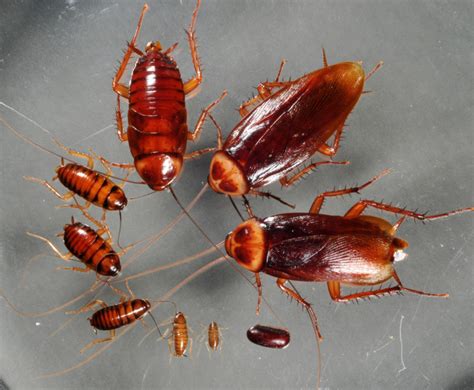 3 Types of Roach And How Can You Kill the Cockroach Eggs