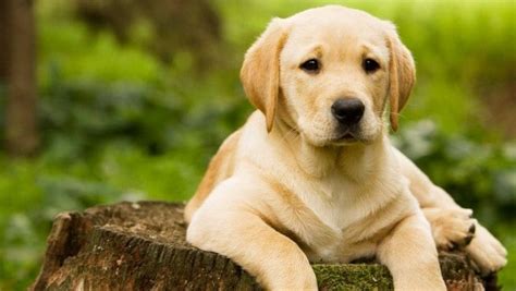 las 10 características mas peculiares de los perros labradores