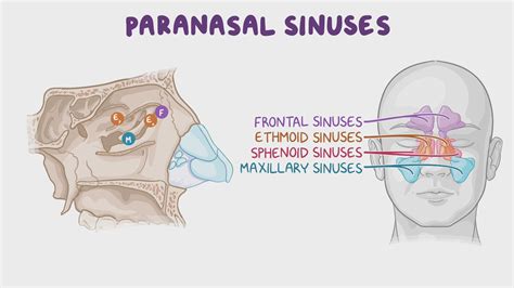 Anatomy of the nose and paranasal sinuses: Video | Osmosis