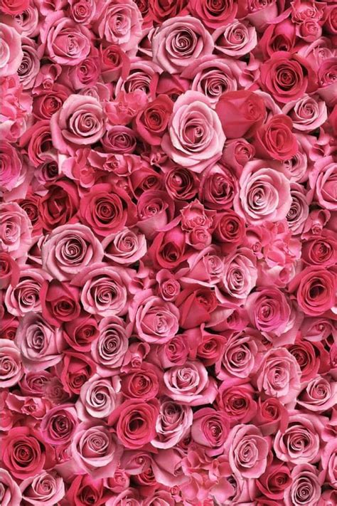 40+ Rose Aesthetic Wallpaper for your Phone! Prada & Pearls