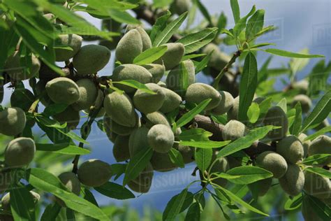 Agriculture - Almond tree branch with a healthy crop of maturing nuts ...