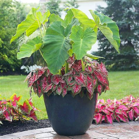 Caladium Bulbs 2-pack Large Mixed Varieties: - Etsy