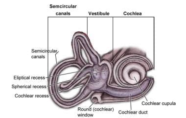 Labyrinthectomy: Overview, Periprocedural Care, Technique