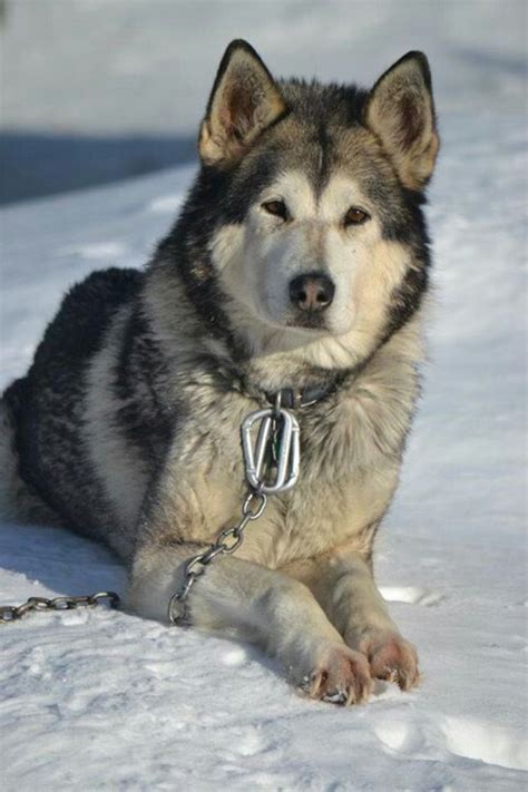 Alaskan Malamute Siberian Husky Wolf Mix - Pets Lovers