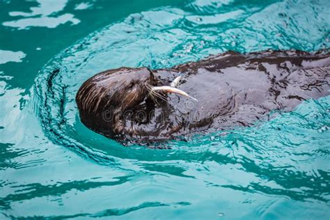 Sea otter feeding in zoo stock image. Image of color - 174419923