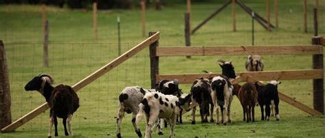 Jacob Sheep - Jacobs Heritage Farm