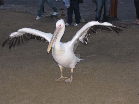 Great White Pelican wingspan by Faunamelitensis on DeviantArt