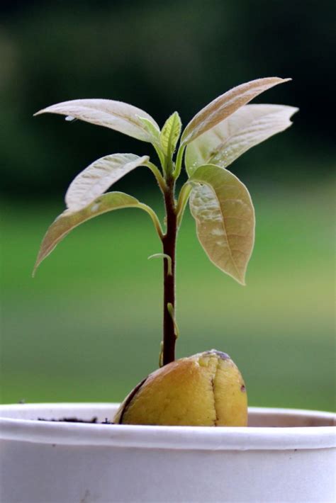 Avocado tree - growing a fruit-bearing tree from the avocado pit itself