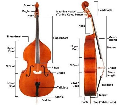 How to set up an upright bass (Double Bass) – PlayMusic123.com