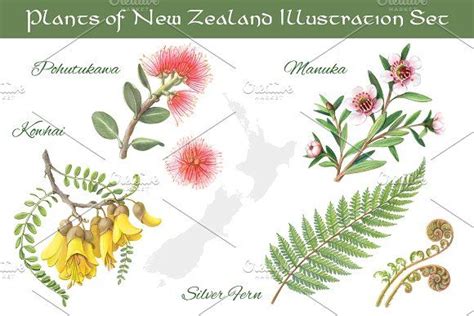 Plants of New Zealand Set | Flower illustration, New zealand tattoo ...