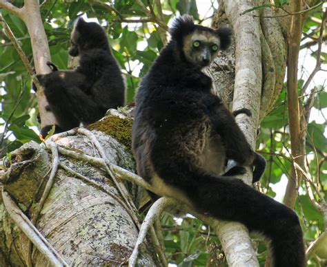 Indri Mother with Infant_Dez R._Camp Indri_Dec 2015 – Lemur ...