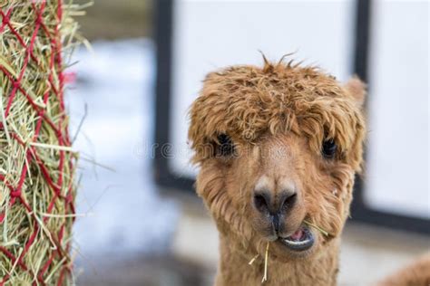 Portrait of a Cute Alpaca. Beautiful Llama Farm Animal at Petting Zoo ...