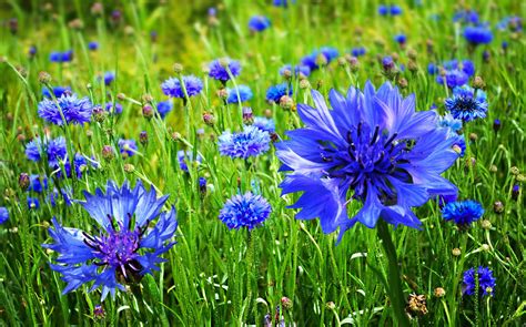 NixPages: CORNFLOWER