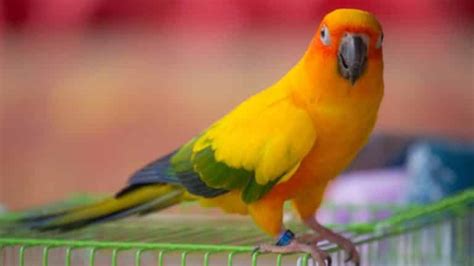 Characteristics & Types of Conures Parrots 2022 - Cute Parrots