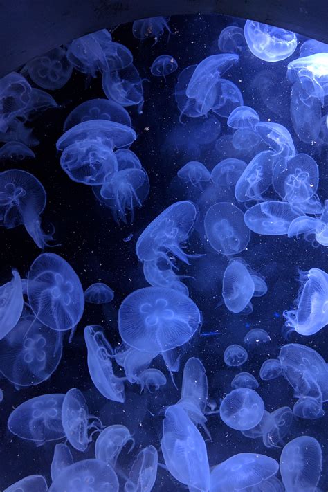 Amazing Travel Wallpapers for iPhone X | Jellyfish wallpaper, Dark blue ...