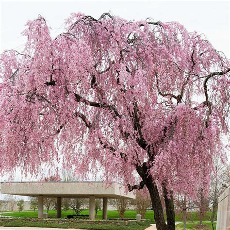 Weeping Yoshino Cherry Trees for Sale at Arbor Day's Online Tree ...