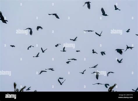 Ravens flying hi-res stock photography and images - Alamy