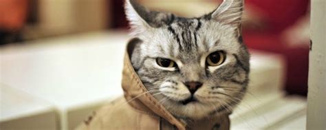 Funny Cat Fails 10 Free Hd Wallpaper - Funnypicture.org