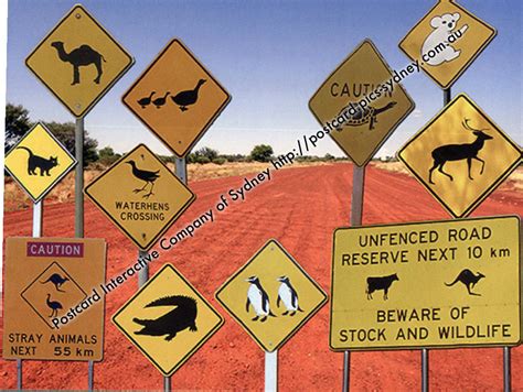 Australian Road Sign - Animals (1) [misR03] - $1.00 : Postcard Interactive