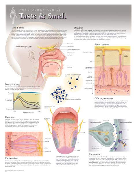 Taste and Smell | Scientific Publishing