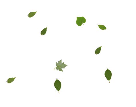 Leaf gif 7 » GIF Images Download