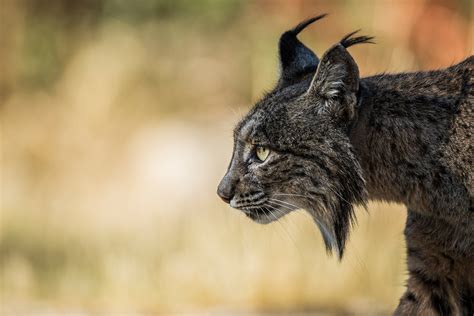 I Went In Search of A Wild Lynx | Conjour Photography Feature