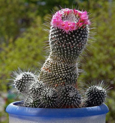 39 Best Flowering Cactus Plants | Balcony Garden Web