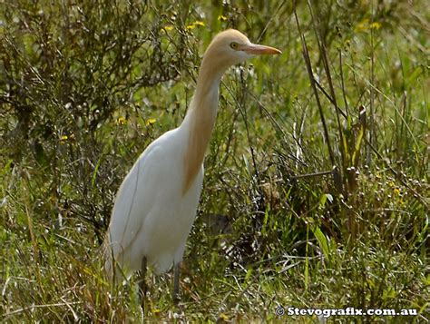 Cattle Egret - Ardea ibis - Stevografix