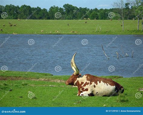 Watusi Bull stock photo. Image of long, longhorns, brown - 5112918