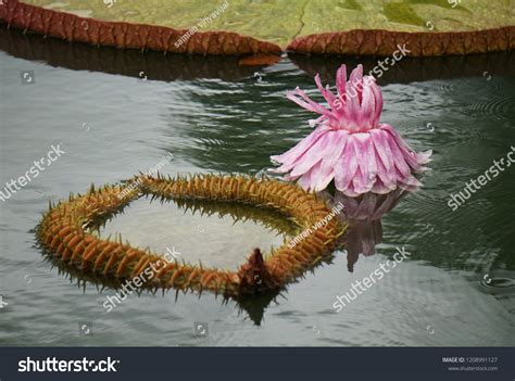 Victorias Lotus Lotus Flower Largest Lotus Stock Photo 1208991127 ...