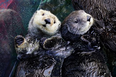 Southern sea otters | Wallpapers | Monterey Bay Aquarium