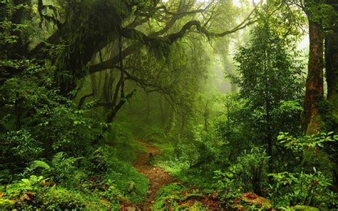 nature, Trees, Forest, Leaves, Lianas, Mist, Moss, Path, Plants, Ferns ...