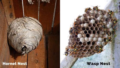 How To Get Rid Of A Wasps Nest How To Kill Hornets And Wasps | lupon.gov.ph